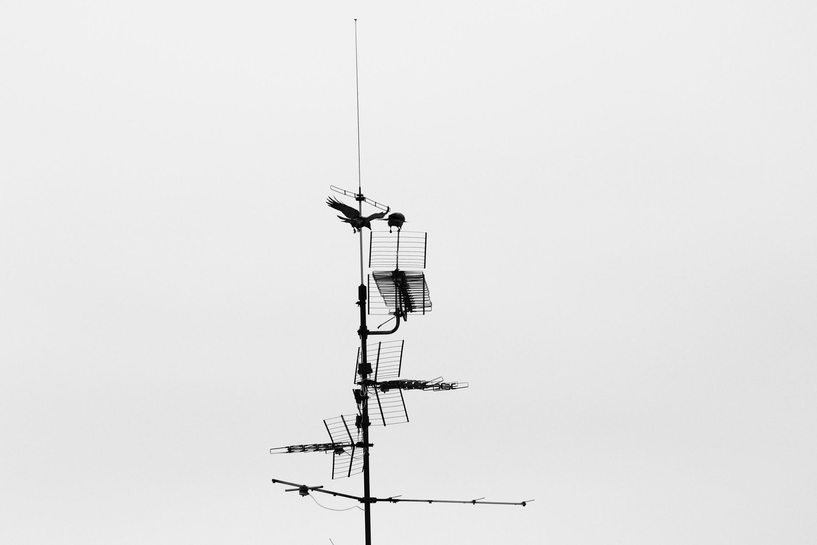 Arial and aerial