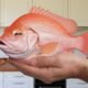 Pink Talking Fish